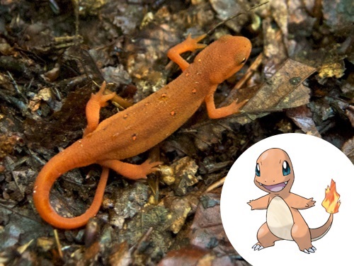 10 Pokémon que lembram animais bizarros da vida real - Canaltech